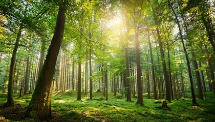 Beautiful Summer Green Forest