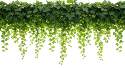 Lush green vines cascade downwards creating a natural curtain against a dark background