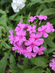 Fototapeta premium Summer flowers. Phlox paniculata. The beauty of nature