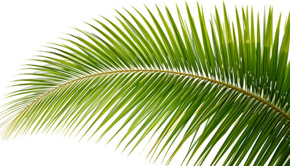Obraz premium Vibrant green palm frond curves gracefully, evoking tropical paradise and natural elegance for your designs.