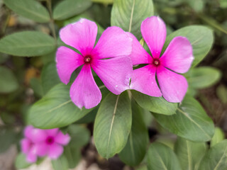 Charming pink periwinkle flowers with green leaves. Delicate pink vinca flowers in a lush garden. Pink periwinkle flowers blooming beautifully. Fresh pink vinca blossoms in a close-up shot.