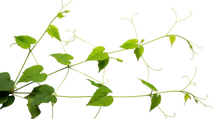 Obraz premium Delicate green vine with heart shaped leaves and tendrils against a stark black background