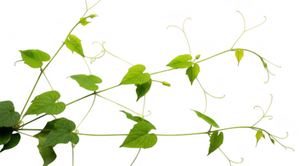 Delicate green vine with heart shaped leaves and tendrils against a stark black background