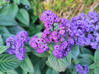 Summer flowers. Heliotropium. The beauty of nature