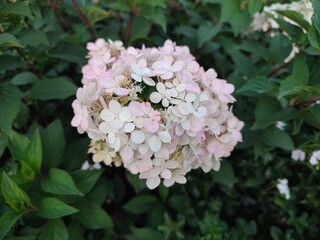 Summer flowers. Hydrangea. The beauty of nature