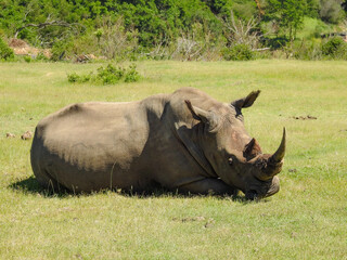 Fototapeta premium White Rhinoceros Relaxing
