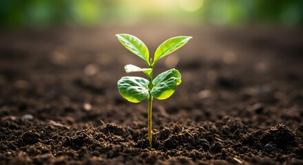 Fototapeta premium Young plant on soil