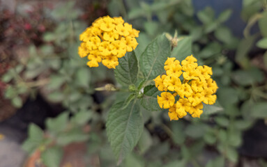 Bright yellow lantana flowers. Close-up vibrant yellow blooms. Yellow lantana flowering beauty. Yellow blossoms blooming outdoors. Fresh yellow flower details. Sunlit yellow flowers in bloom
