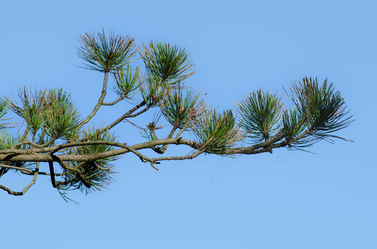 pine branches against blue sky - Powered by Adobe