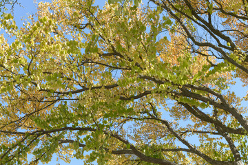 Fototapeta premium autumn leaves at the end of summer