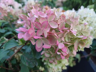 Summer flowers. Hydrangea. The beauty of nature
