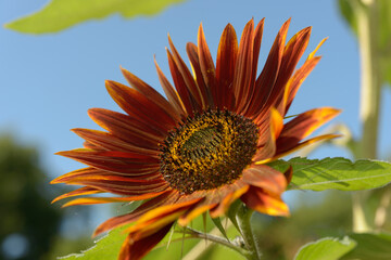 rustic orange sunflower outdoors