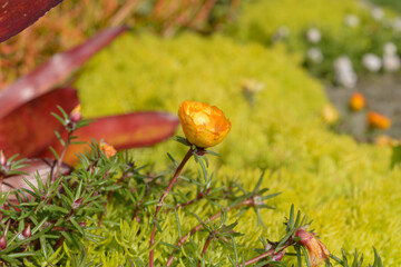 orange yellow moss rose and ground cover in a summer garden bed at the park