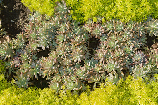 Graptosedum between beds of ground cover in the park