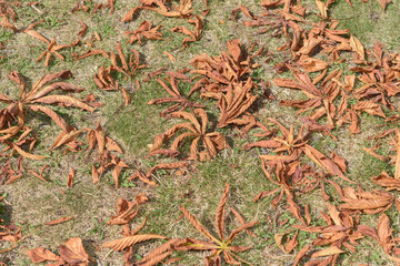 dried Aesculus hippocastanum or horse chestnut leaves on the ground