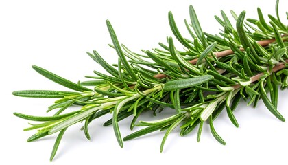 Fototapeta premium Fresh rosemary sprigs