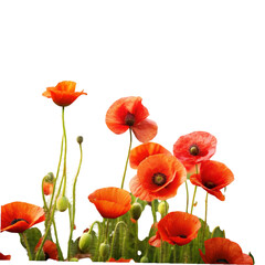 Obraz premium A vibrant collection of red poppies against a stark black background