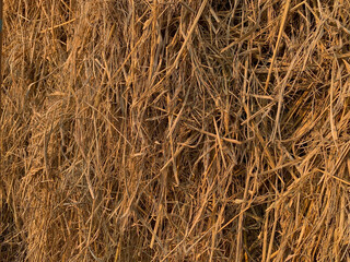 Golden haystack background under natural sunlight, rustic harvest texture ideal for farm design, organic themes, or countryside concepts.