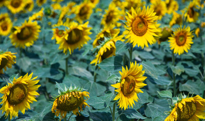 Sunflowers