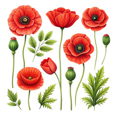 Obraz premium A beautiful collection of vibrant red poppy flowers and green foliage