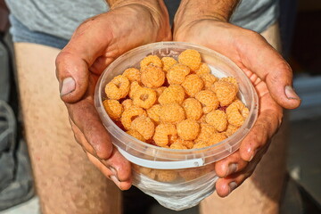 Yellow fresh summer tasty grown garden with vitamins natural picked raspberries in a plastic small transparent bucket in the hands of a man during the day outside