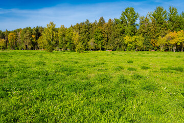 Obraz premium Panorama of a beautiful city park.