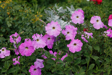 pink petunias in the garden

