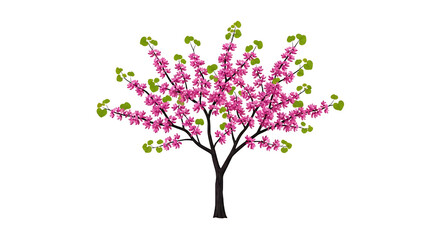 Obraz premium Vibrant Pink Cherry Blossom Tree in Full Spring Bloom.
