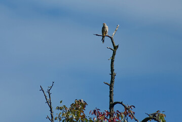 Common kestrel (Falco tinnunculus) sitting in a tree in Zurich, Switzerland