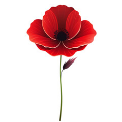 A single vibrant red poppy flower with a dark background stands out