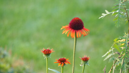 pomarańczowa jeżówka