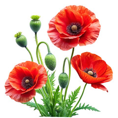 Obraz premium Vibrant red poppies with green buds showcase delicate floral beauty