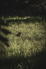 Cat hunting in the grass