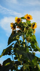 słonecznik z wieloma kwiatami, multi sun-flower 