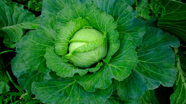 Close up of white cabbage with very well developed head and moving camera up revealing whole plant and more veggies growing in garden bed