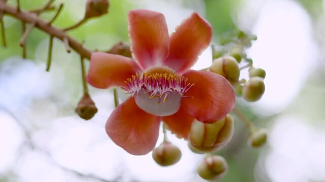 Cannonball tree flower blooming with vibrant petals, Shorea robusta or Sal, Shal, Sakhuwan, Sal Tree, Sal of India, Religiosa flower, closeup, Sacred flower in Buddhism and Hinduism, Nature background