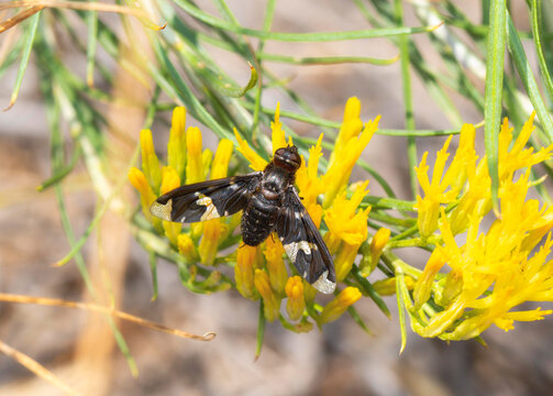 Yellow flowers attract an Adorned Bee Fly (Exoprosopa decora) pollinating in a wild meadow