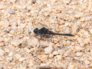 A Black Meadowhawk (Sympetrum danae) dragonfly perched on gravel near a pond