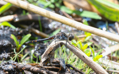 Black Meadowhawk (Sympetrum danae) dragonfly perched on a stick near a wetland area