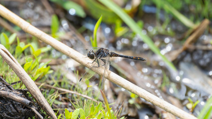 Black Meadowhawk (Sympetrum danae) dragonfly perches on a twig beside a wetland area