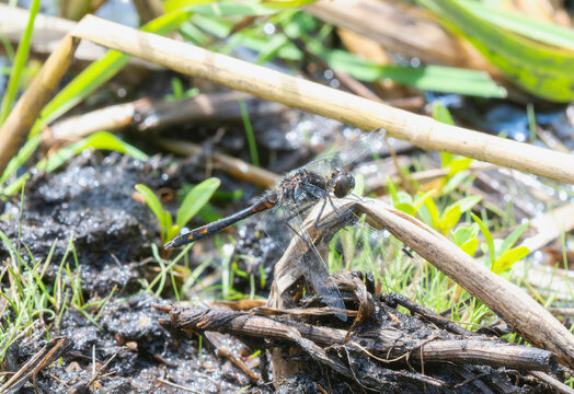 Black Meadowhawk (Sympetrum danae) dragonfly perched on wet vegetation in a marshy habitat