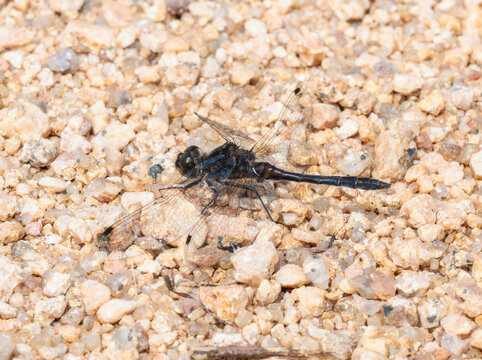 A Black Meadowhawk (Sympetrum danae) dragonfly perched on gravel near a pond