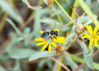 Leafcutter bee (Genus Megachile) gathering pollen on bright yellow flowers in a sunny garden atmosphere
