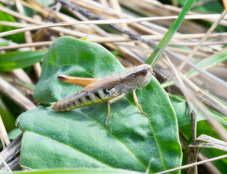 Marsh Meadow Grasshopper (Pseudochorthippus curtipennis) perched on a green leaf in a meadow