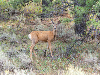 Mule Deer (Odocoileus hemionus) standing among trees in the early morning light of a serene forest habitat