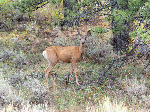 Mule Deer (Odocoileus hemionus) standing among trees in the early morning light of a serene forest habitat