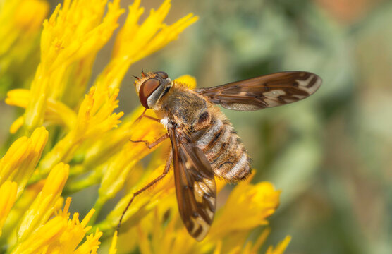Poecilanthrax willistonii, a Bee Fly perched on bright yellow flowers in a wild meadow gathering pollen