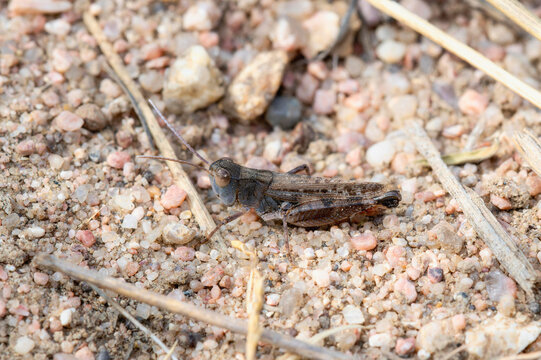 White-whiskered Grasshopper (Ageneotettix deorum) perched on the ground in a rocky environment