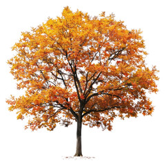 PNG  Solitary autumn tree vibrant foliage