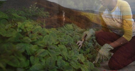 Kneeling gardener wearing shirt, striped gloves weeding in raised bed beside hilly road, copy space